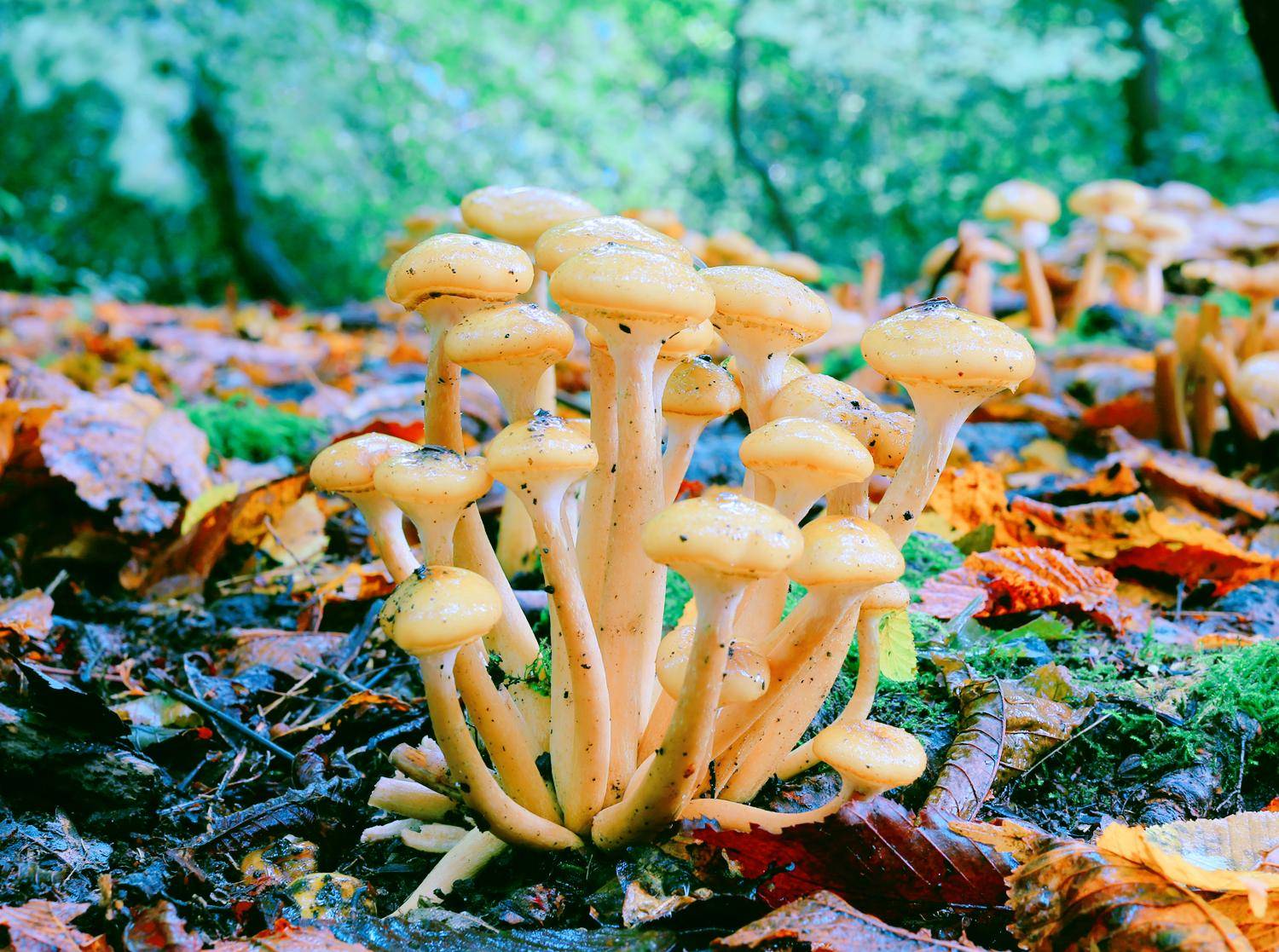 地球第一大生命体蜜环菌,重3万吨面积9.