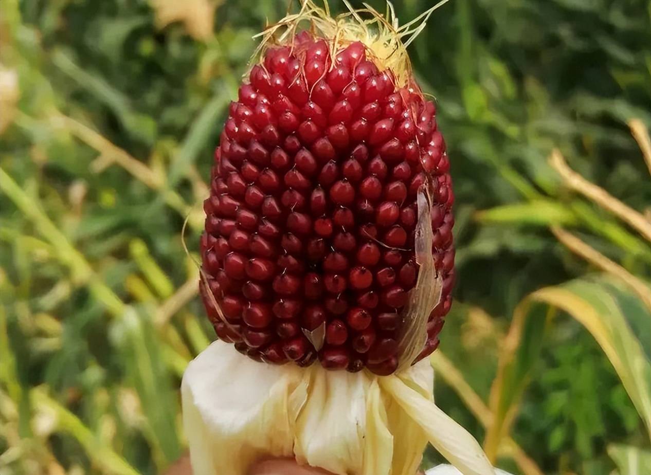 曾被淘汰的玉米品种,如今被炒火了,售价不低,果实还按粒卖_种植_农