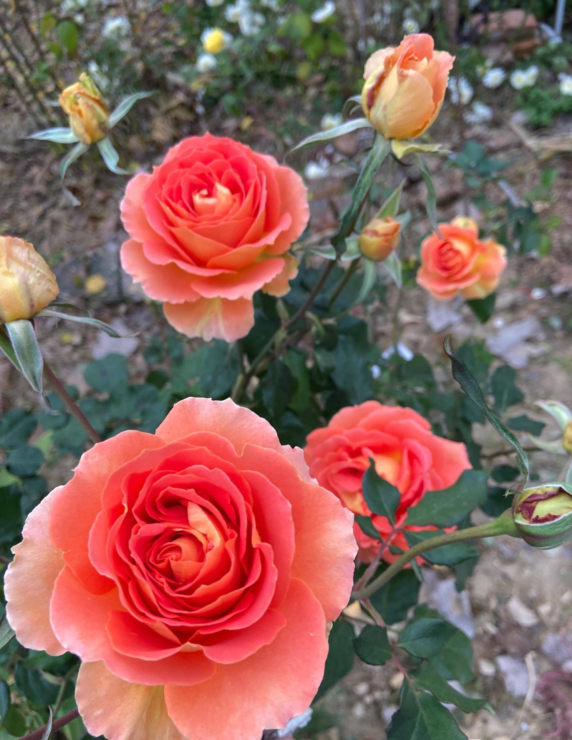 一款接近"完美"的月季,色香俱全,勤花丰花,刺少,抗病性超强_铜管乐队