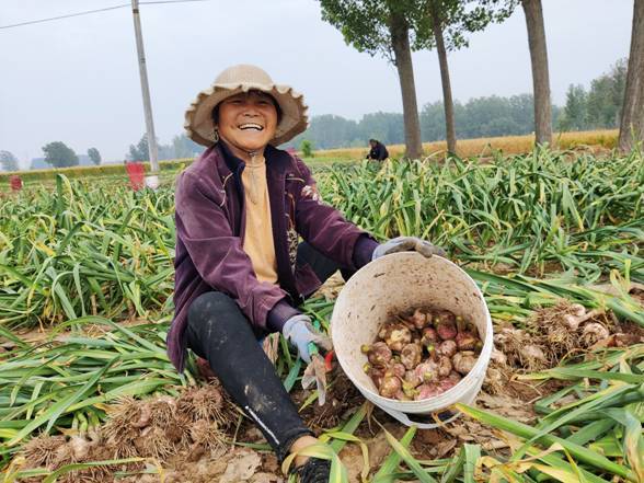 种植大蒜一亩利润多少 种植大蒜一亩利润多少合适