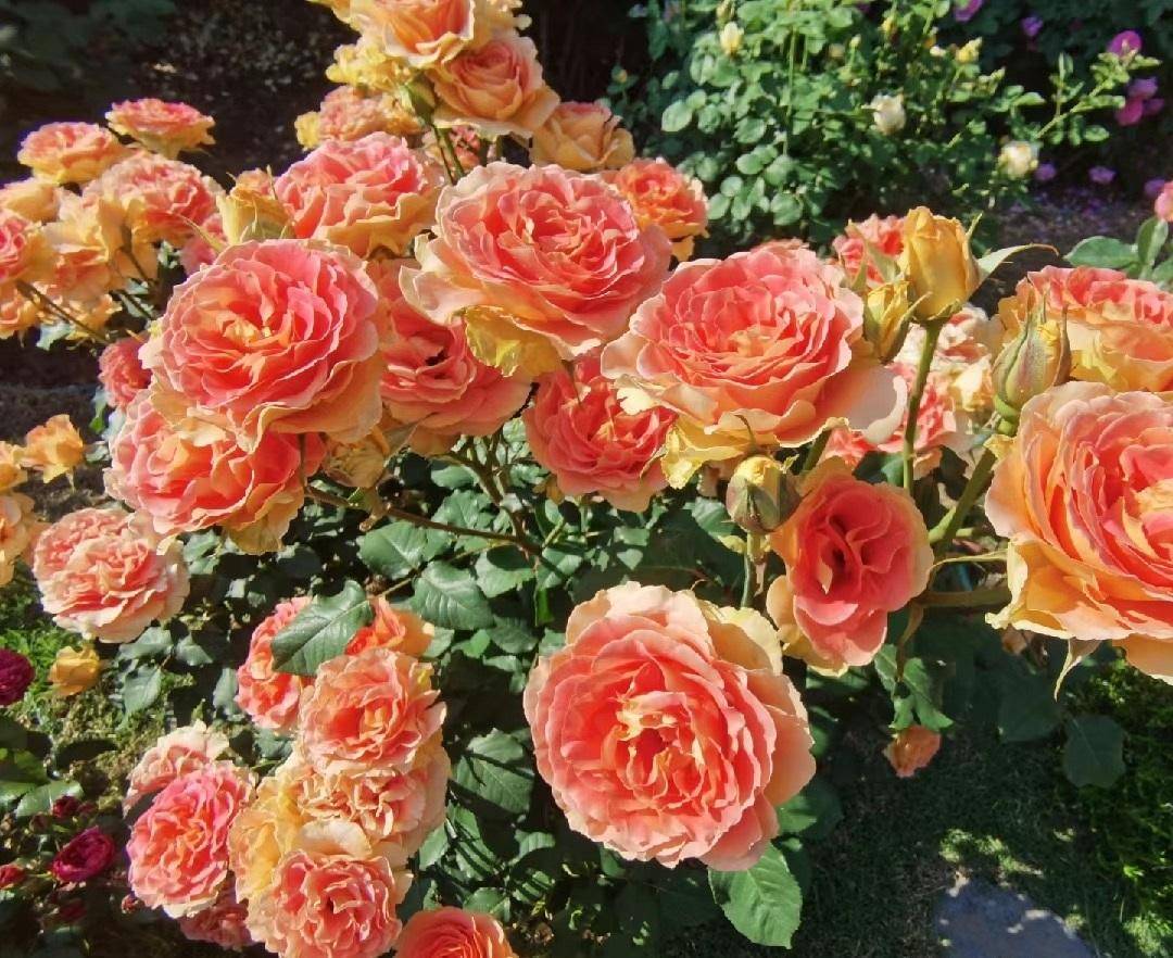 一款接近"完美"的月季,色香俱全,勤花丰花,刺少,抗病性超强_铜管乐队