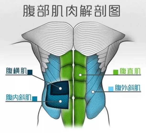 横纹肌分布图片