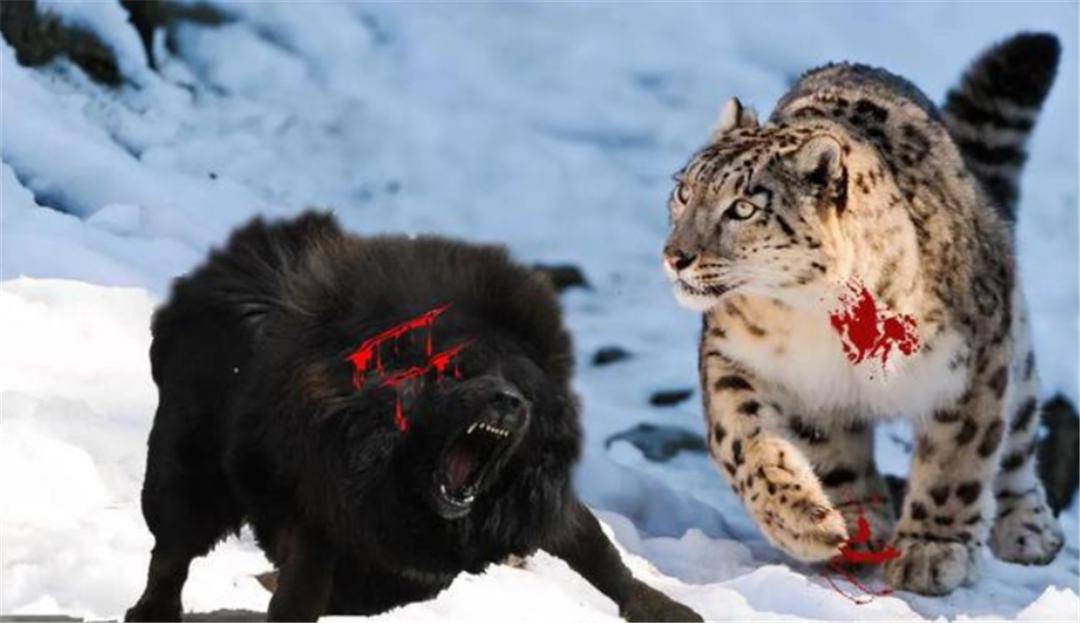 雪豹偷袭小牛犊,被母牦牛顶翻,转身捕到1只水鹿,却被狼群抢食_猎物