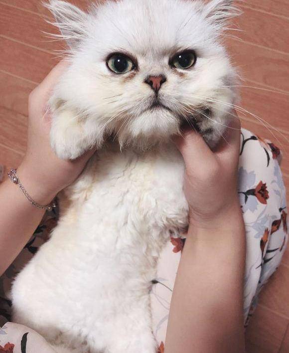 金吉拉泪痕怎么去除?_眼眶_眼睛_药物