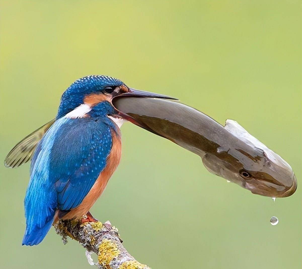 50种萌翻我们的罕见鸟类_父亲_镜子_史蒂文