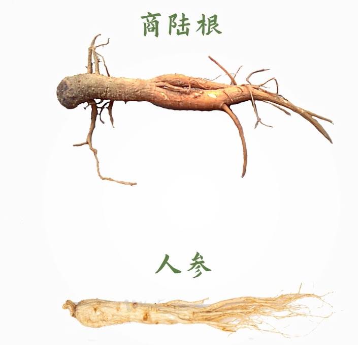 "美洲商陆"的根与人参外形有些相似,但是将"美洲商陆"根切片后可看出