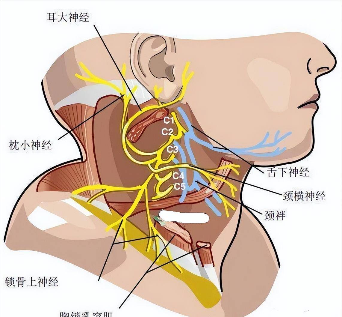 颈部神经支配分布图图片