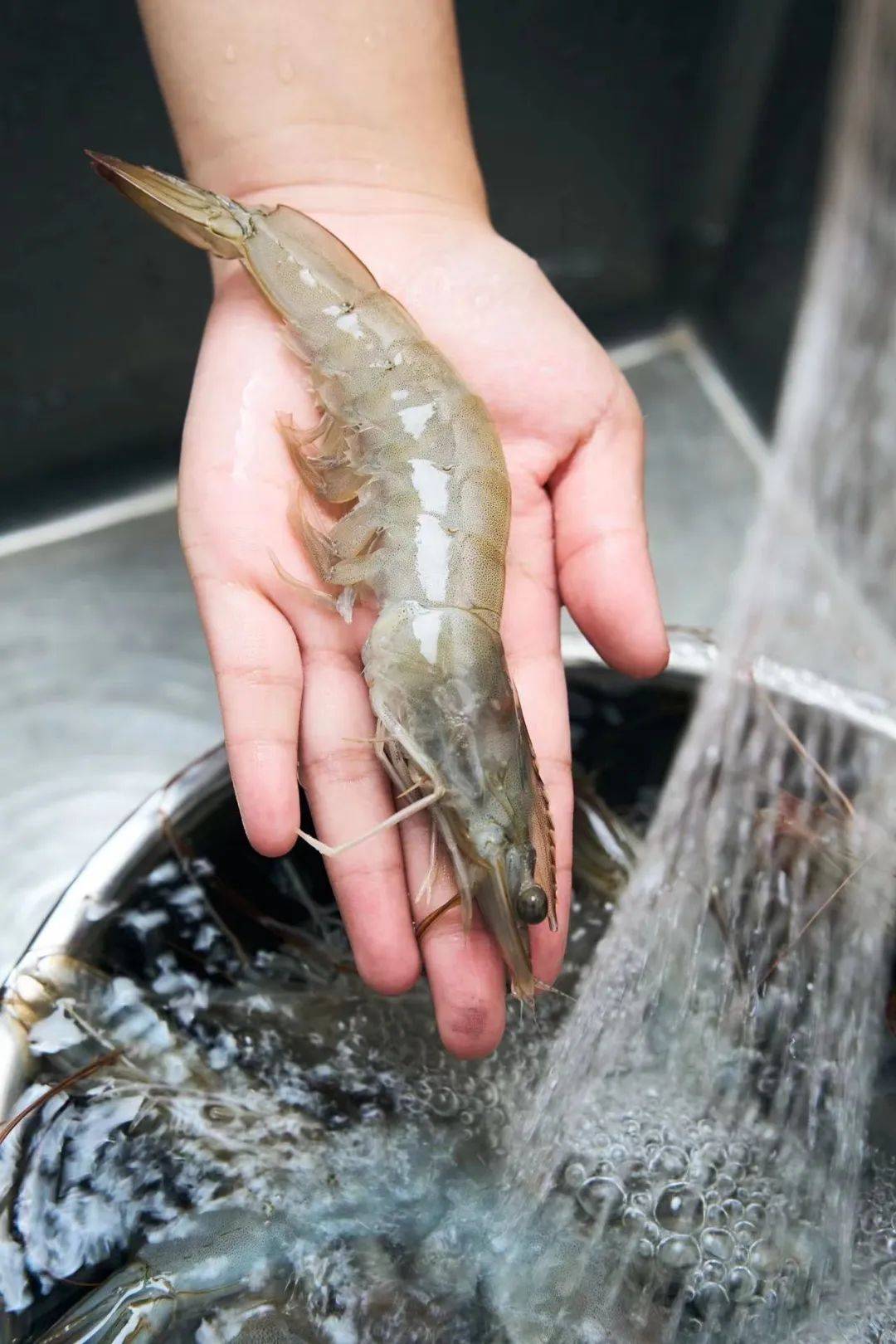 海鲜界超火的南美大白虾!