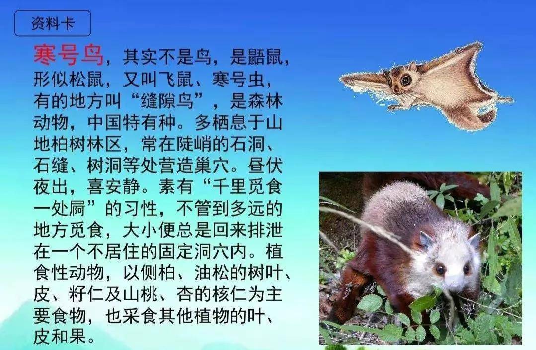 寒号鸟不是鸟,是会飞的老鼠_滑翔_因为_啦啦