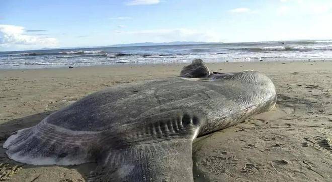 被吃一半都不懂反抗的翻车鱼,为什么还没有灭绝?_游泳_海狮_体型