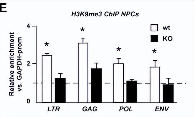 ervs)的转录激活提前解释:gag(核心蛋白),pol(逆转录酶)和env(膜蛋