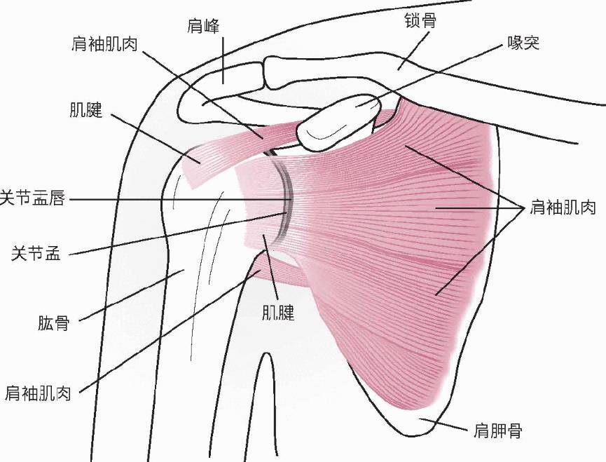 肩峰疼痛是什么原因图片