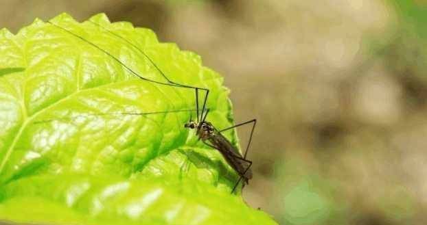 比爾蓋茨願斥巨資培育轉基因雄蚊,以此消滅蚊子,引科學界轟動_埃裡克