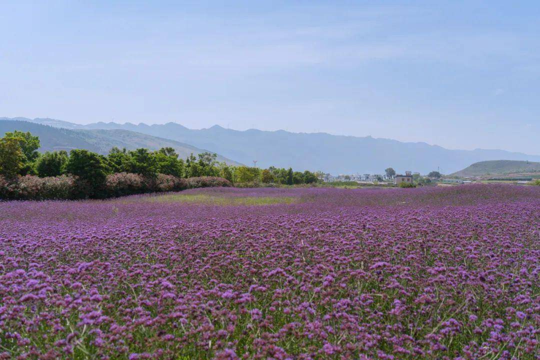 开远知花小镇图片