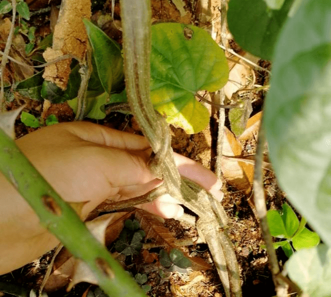 牵牛花根图片图片