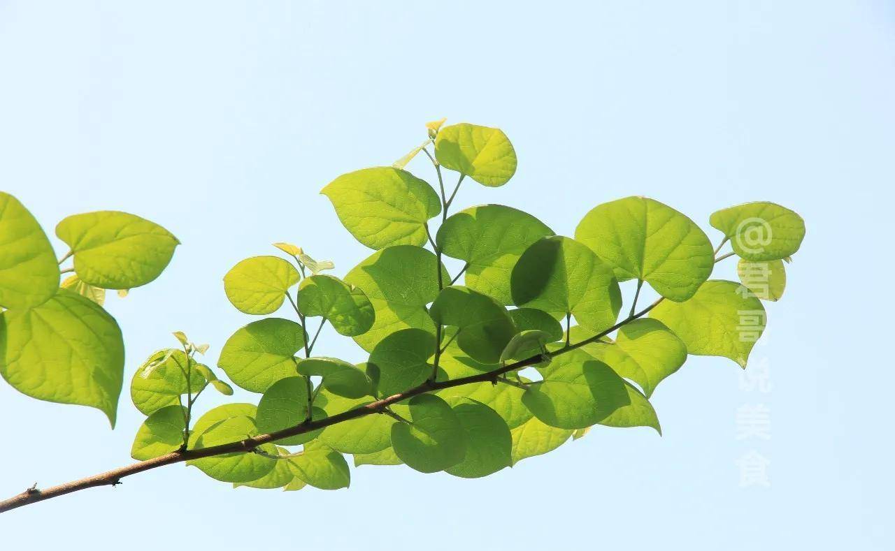 路边长的"止咳化痰果",花朵簇拥时尚,象征兴旺,是清华的校花_紫荆