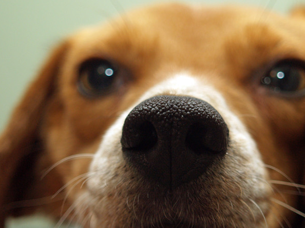 狗狗生病了如何喂药？口服方法？分享简单实用的方法！