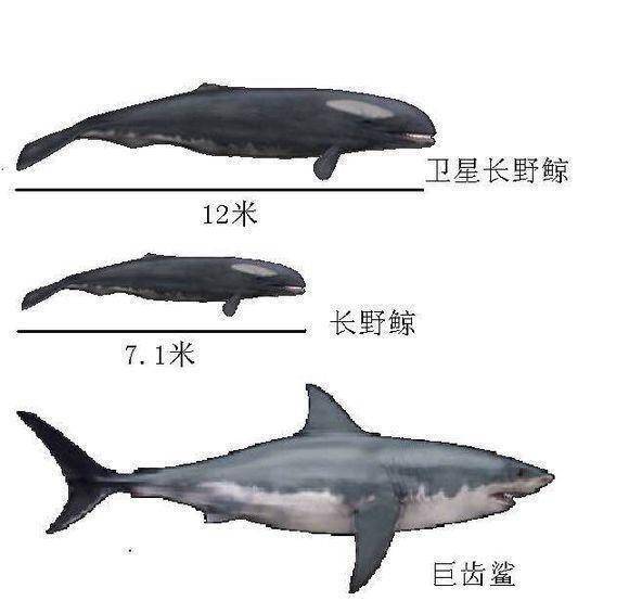 梅尔维尔_生物_体型