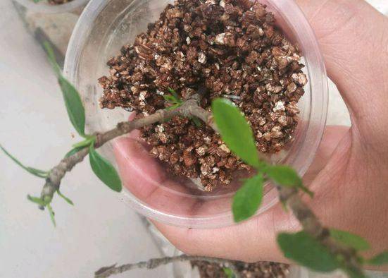 在剪除花卉烂根的伤口处,喷洒草木灰,有利于生长新根,促使植物生长.