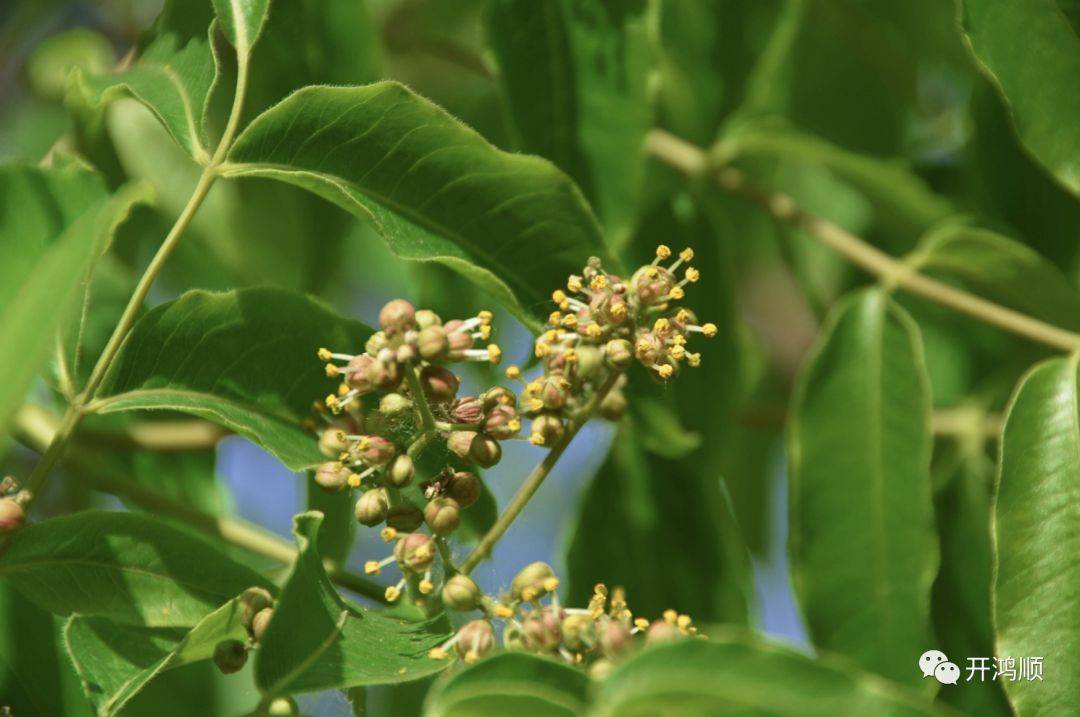 中华豪门—中医之木—黄檗木_there_is_tree