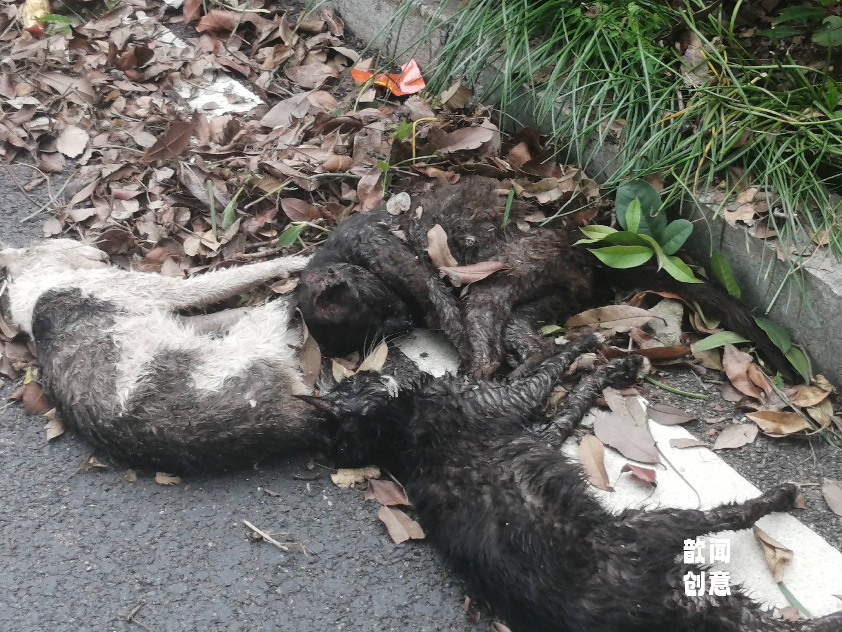 同年同月生,三只流浪猫抱团死在一起