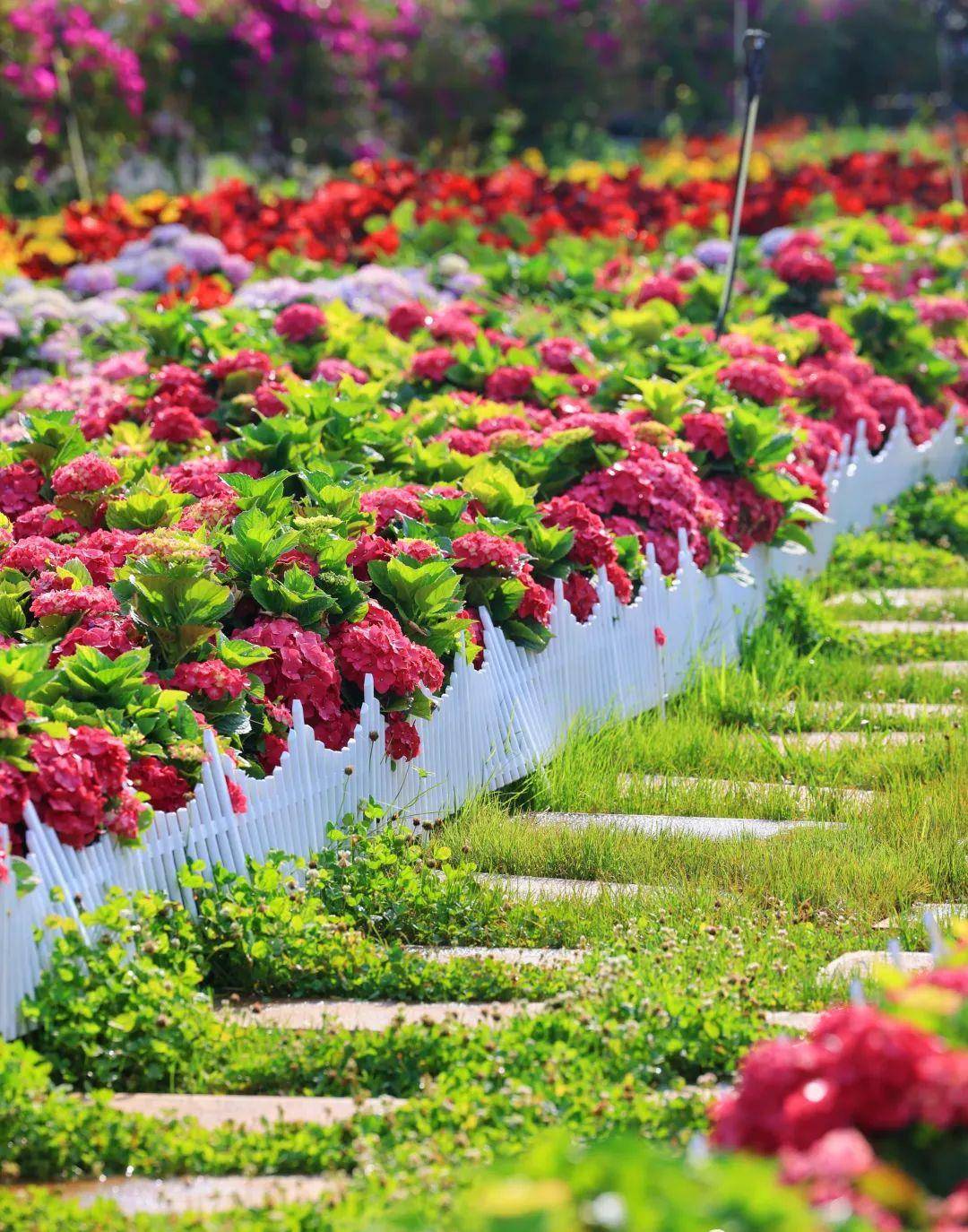 昆明滇池海埂公园:绣球花盛开,旅拍正当时!_西山_海风_睡美人