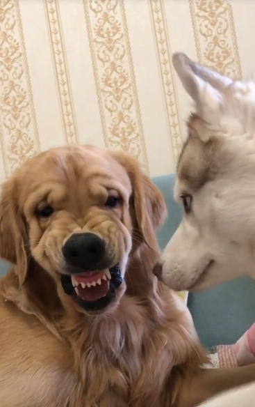 金毛:兄弟,瞧瞧我牙上是不是有菜叶?_宠物_哈士奇_生活