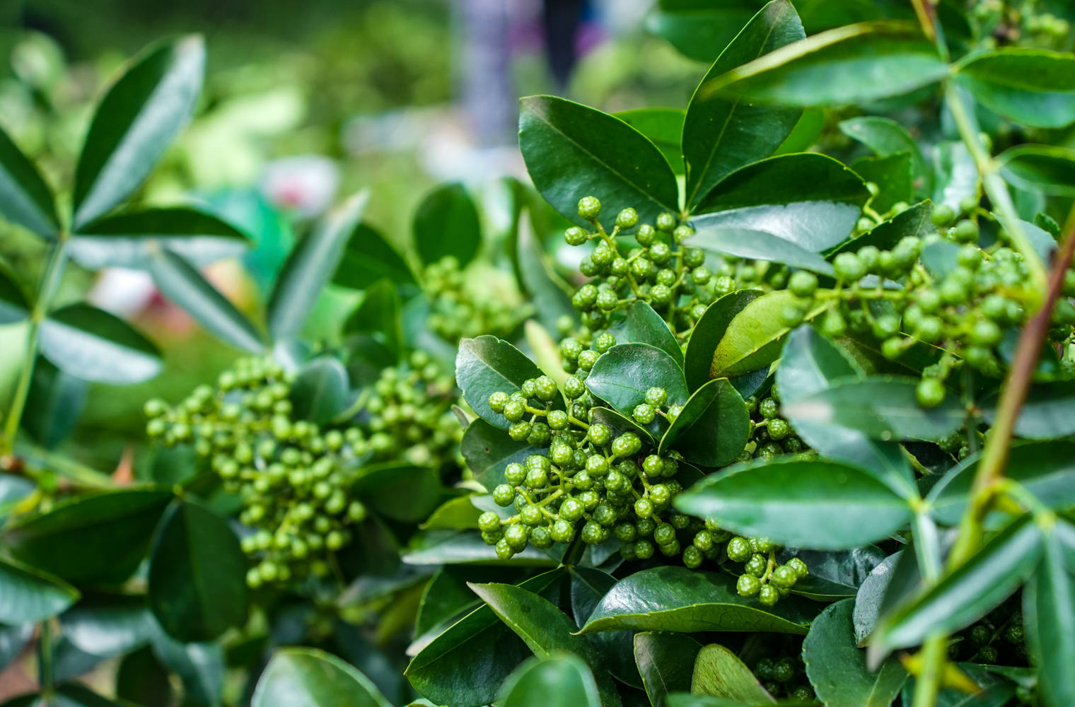 潼南举行花椒采摘节,十万亩花椒迎来丰收,网络达人渝帆助力宣传_发展