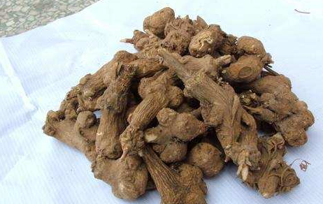 生地的功效与作用有哪些?_内热_消渴_熟地