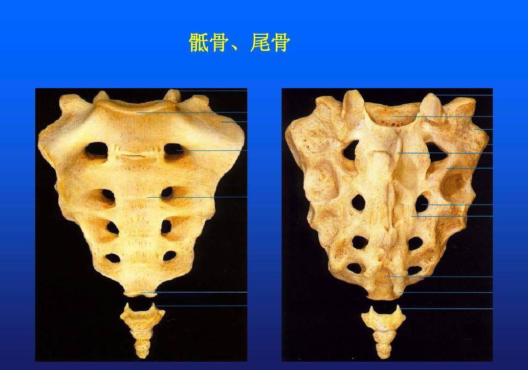 不怎么需要它了,所以切除对人体也没啥影响,但如果不小心发生尾骨断裂