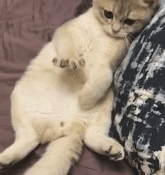 猫咪无聊玩爪子，看见主人拍照，它瞪着大眼睛，猫：要陪我玩吗？