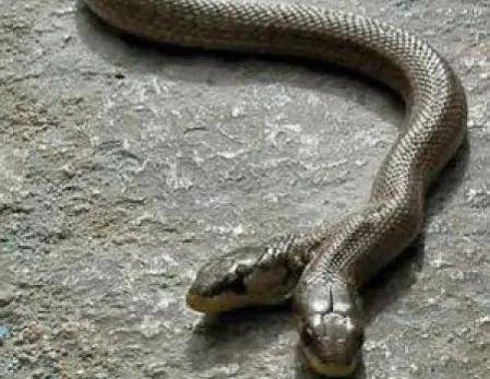 结果突然间脚趾像被针扎了一样痛,这是他看见一条土灰色的蛇瞬间窜进