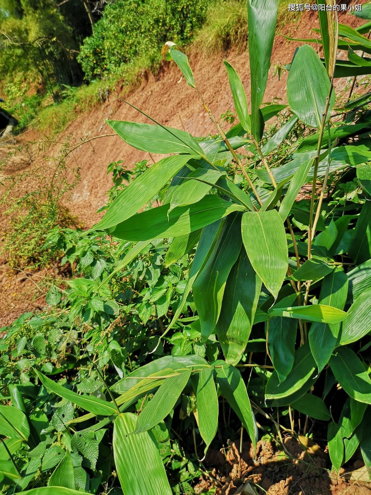 端午节包粽子的叶子,原来叫箬竹_叶片_植物_树叶
