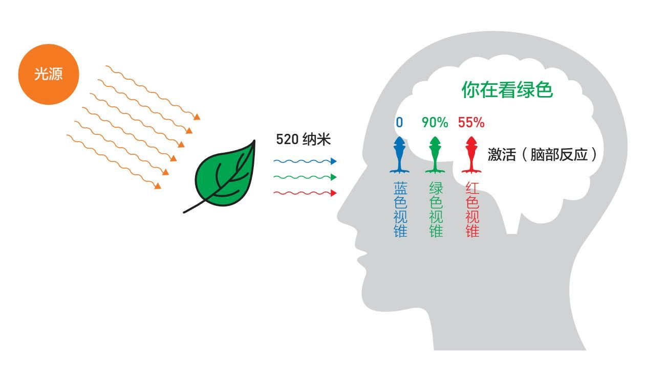 从众效应：打破群体信念束缚，探知“真理”的真相_搜狐网