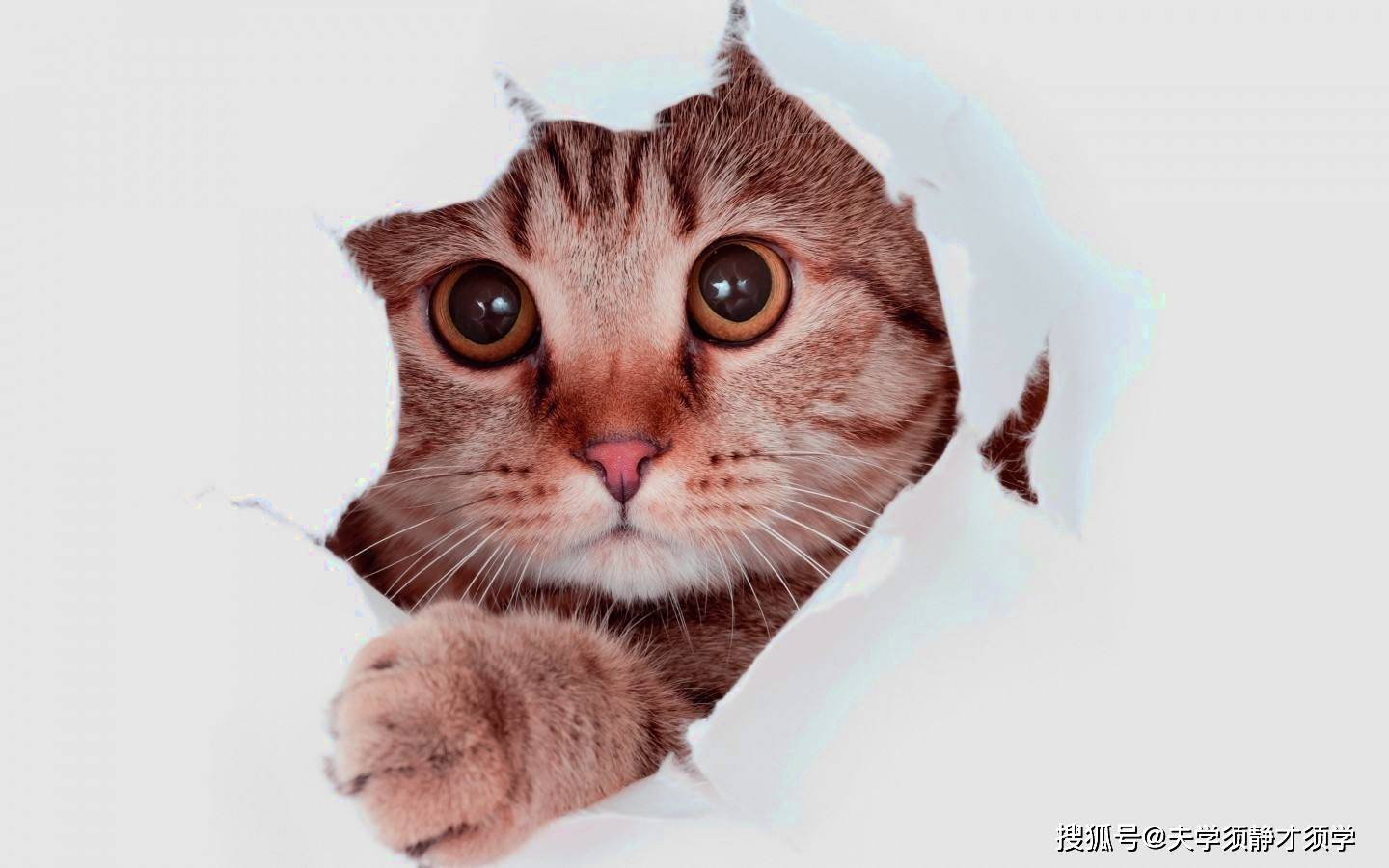 原创
            内涵段子：算命先生说：施主，我已经看破红尘了，心如止水！