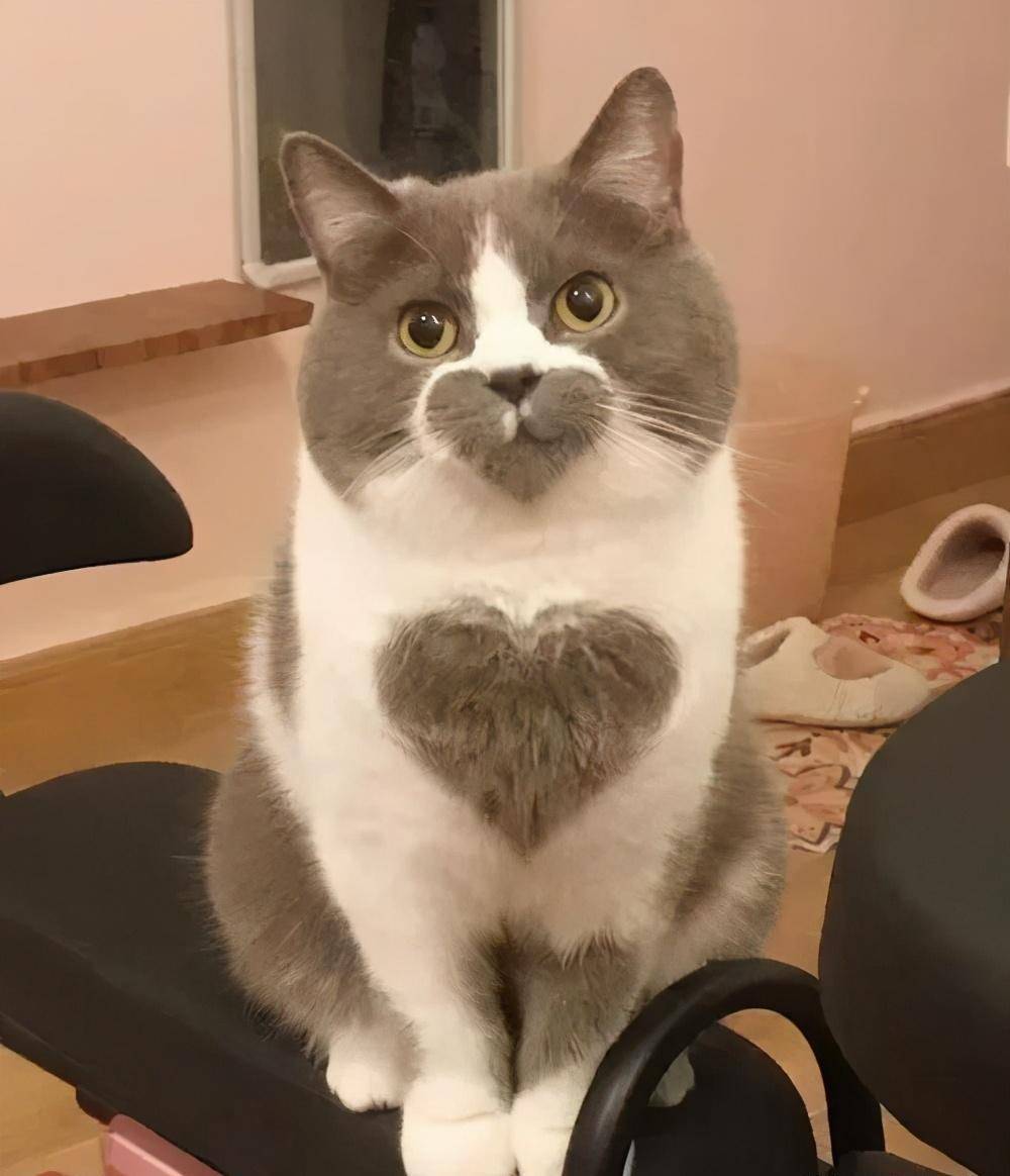 狂笑,这猫长的不可描述,奇怪的想象力越来越多_眉毛_微博_黑眼圈