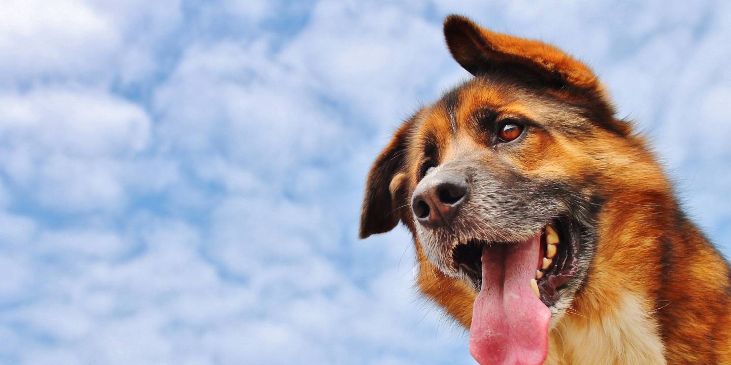 科学家发现，脸部越平的狗狗，越容易中暑