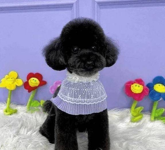 朴灿烈的多芬变安静了!