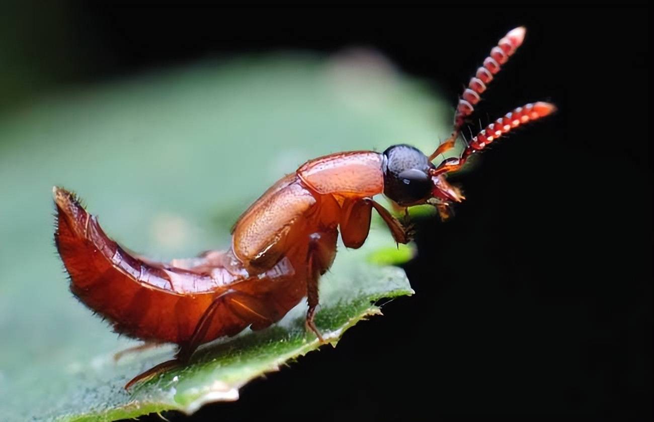 这种常见却不知名的小虫子近日上了热搜，原来是“会飞的强酸”，多人遭其毁容_搜狐网