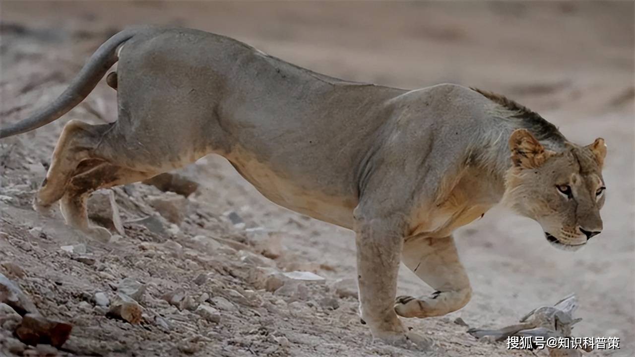 无鬃狮子:秃头的国王.为什么这群狮子决定摒弃鬃毛?_研究_毛发_现象