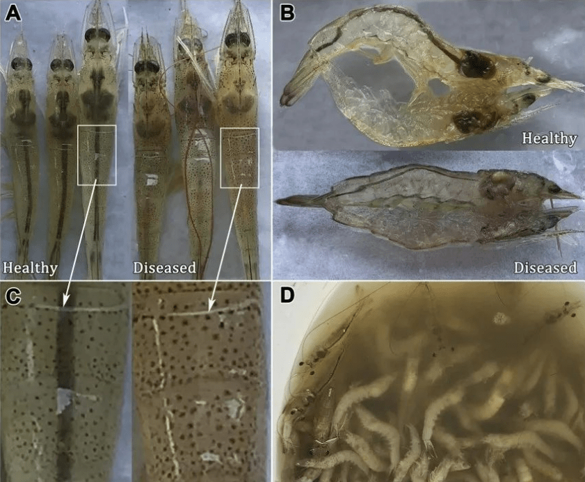 对虾活力差,红体,死亡率高达80%,十足目虹彩病毒病该如何破?
