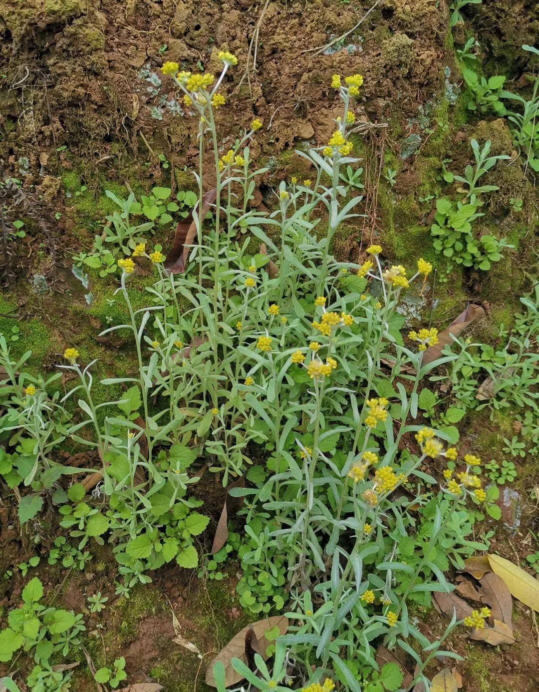 儿时回忆之"老鼠艾"_人们_苦味_家乡