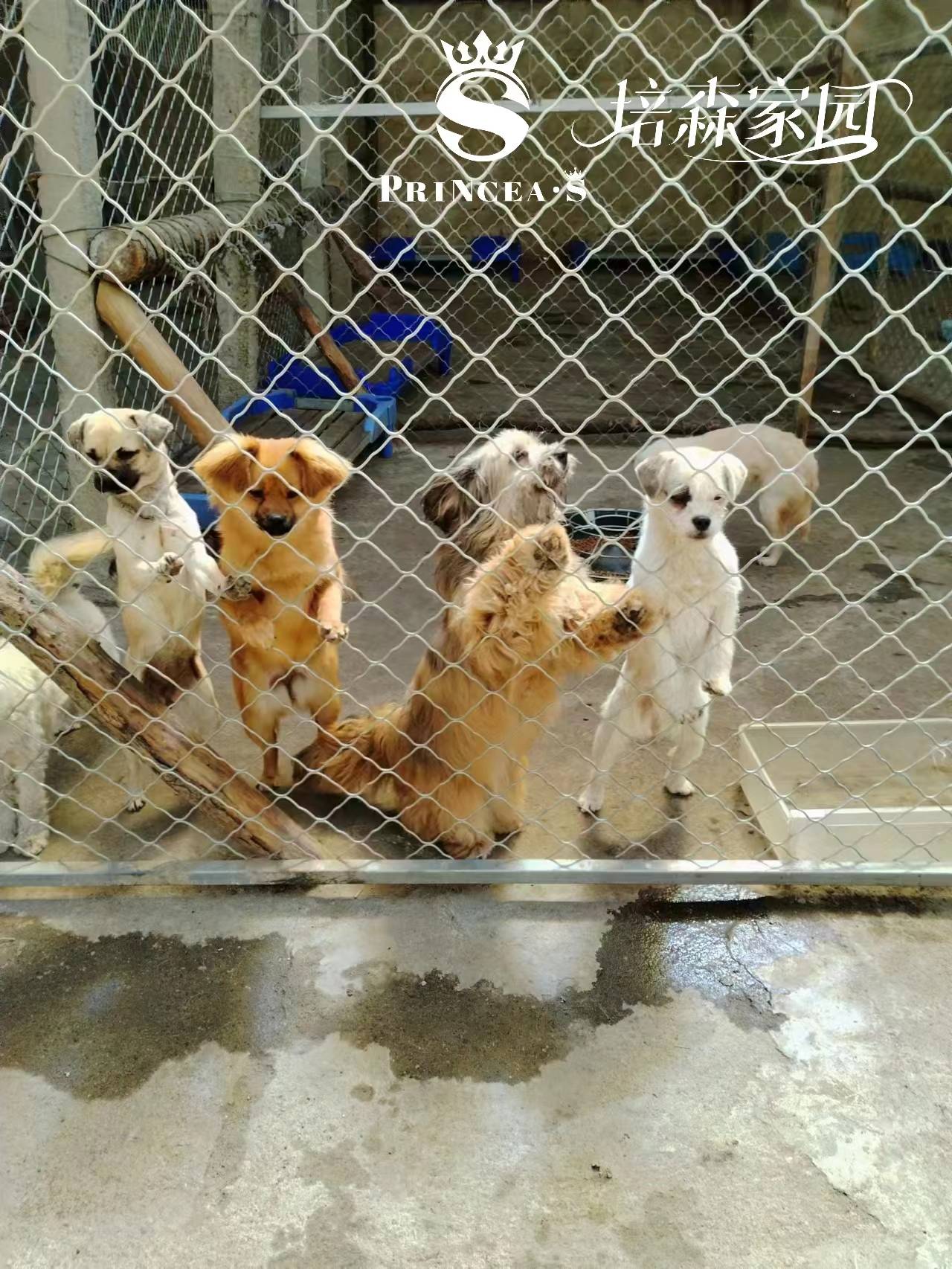 凤城爱心救助流浪动物基地—从不放弃每一条流浪猫狗！