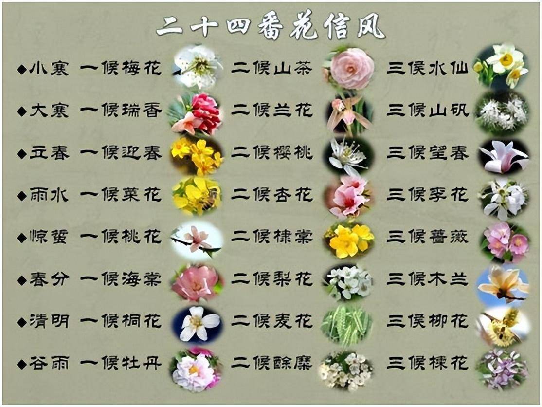 黄纪义(南京)组诗|咏二十四番花信风之一_七律_山茶_望春