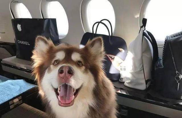 网友辞职找狗悬赏被王思聪怼哭!_女友_一个人_群众