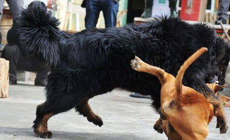 曾經稱霸東北的獵犬,因盜捕瀕臨滅絕,你估計都沒見過!