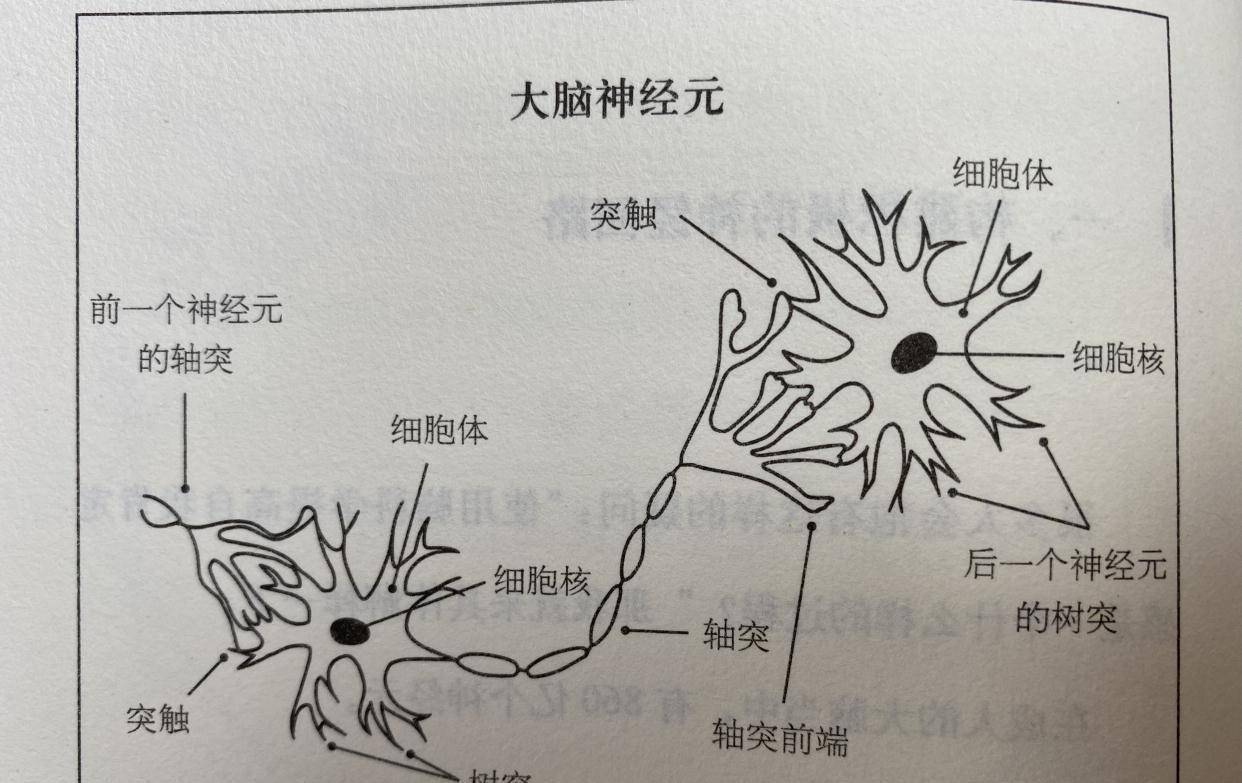 不断念属于自己的肯定,还可以看看神经元之间的联结图,在大脑想象神经