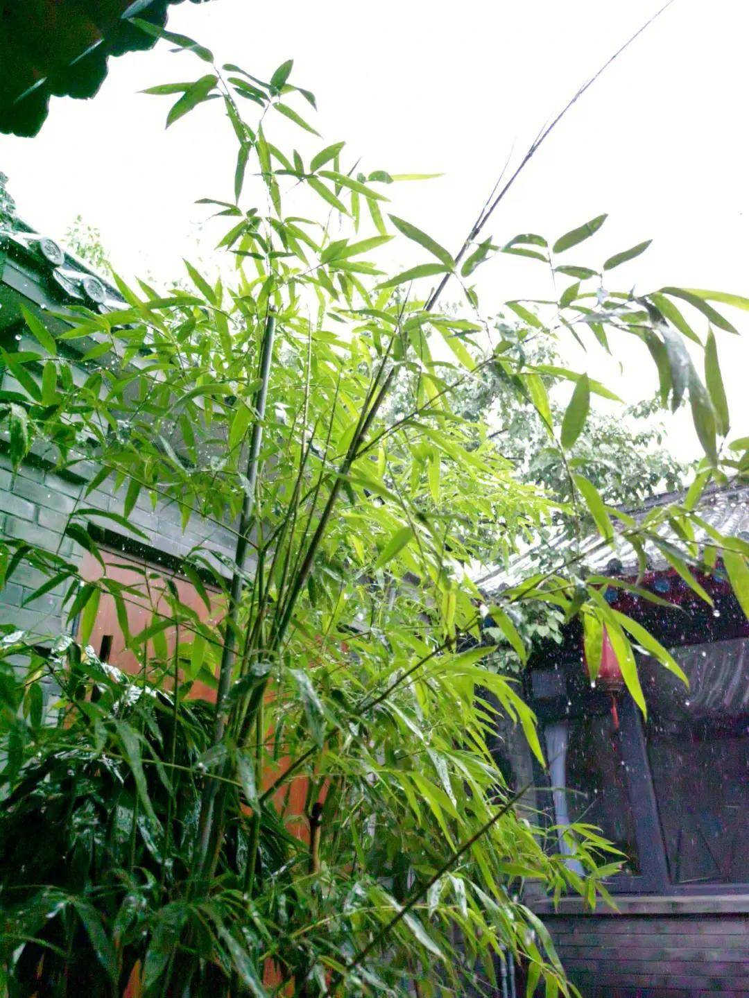 雨后的小院,温婉恬静,湿润清新,美得像一幅画_叶子_部分_文章