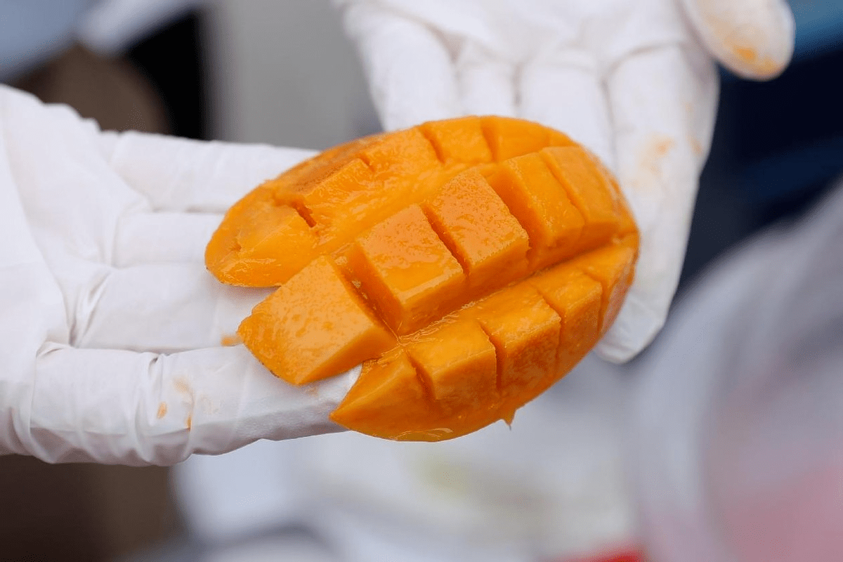 三百年香芒古树逢春花开硕果飘香,2023年夏茅香芒文化节启动_白云区