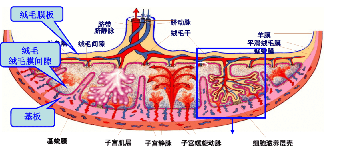 不是有脐带吗,为何要在母体中喝尿?_小宝宝_羊水_妈妈